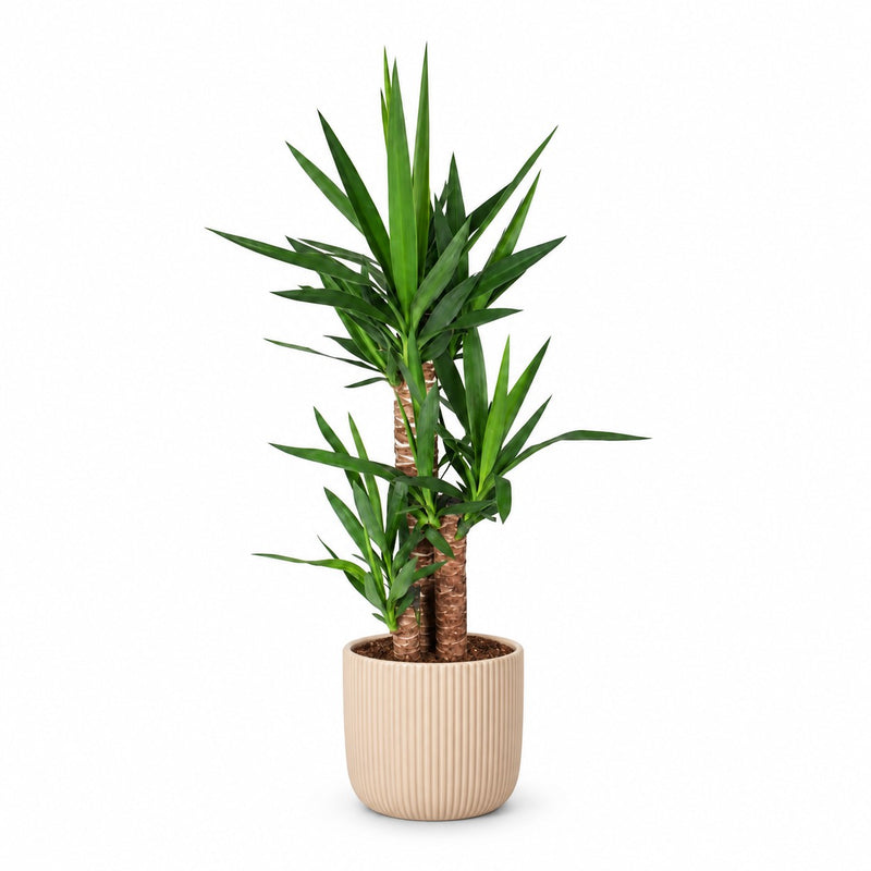 Yucca Elephantipes - 90cm Detail