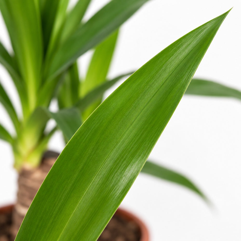 Yucca Elephantipes, Nahaufnahme Blatt