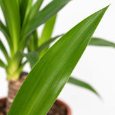 Yucca Elephantipes, Nahaufnahme Blatt
