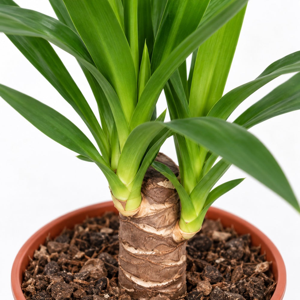 Yucca Elephantipes, Nahaufnahme Wuchs und Triebansatz