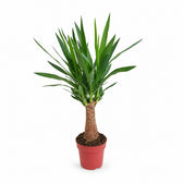 Yucca Maya Tree - 80cm im Kulturtopf
