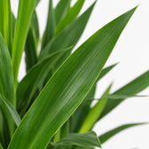 Yucca Maya Tree, Nahaufnahme Blatt