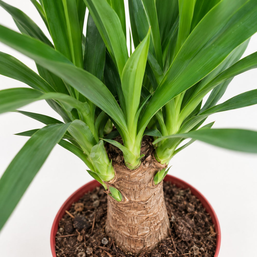 Yucca Maya Tree, Nahaufnahme Wuchs und Triebansatz