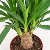 Yucca Maya Tree, Nahaufnahme Wuchs und Triebansatz