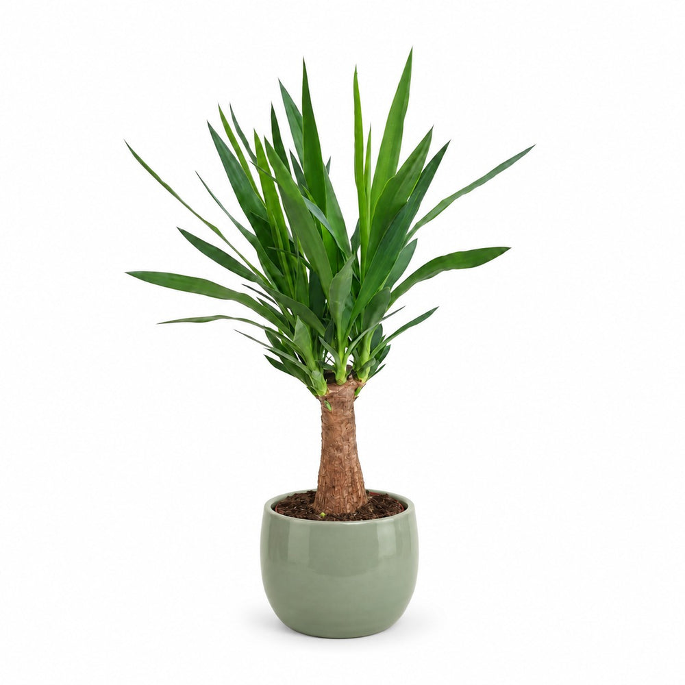Yucca Maya Tree - 80cm, Stylingbeispiel im Übertopf (Übertopf nicht enthalten)