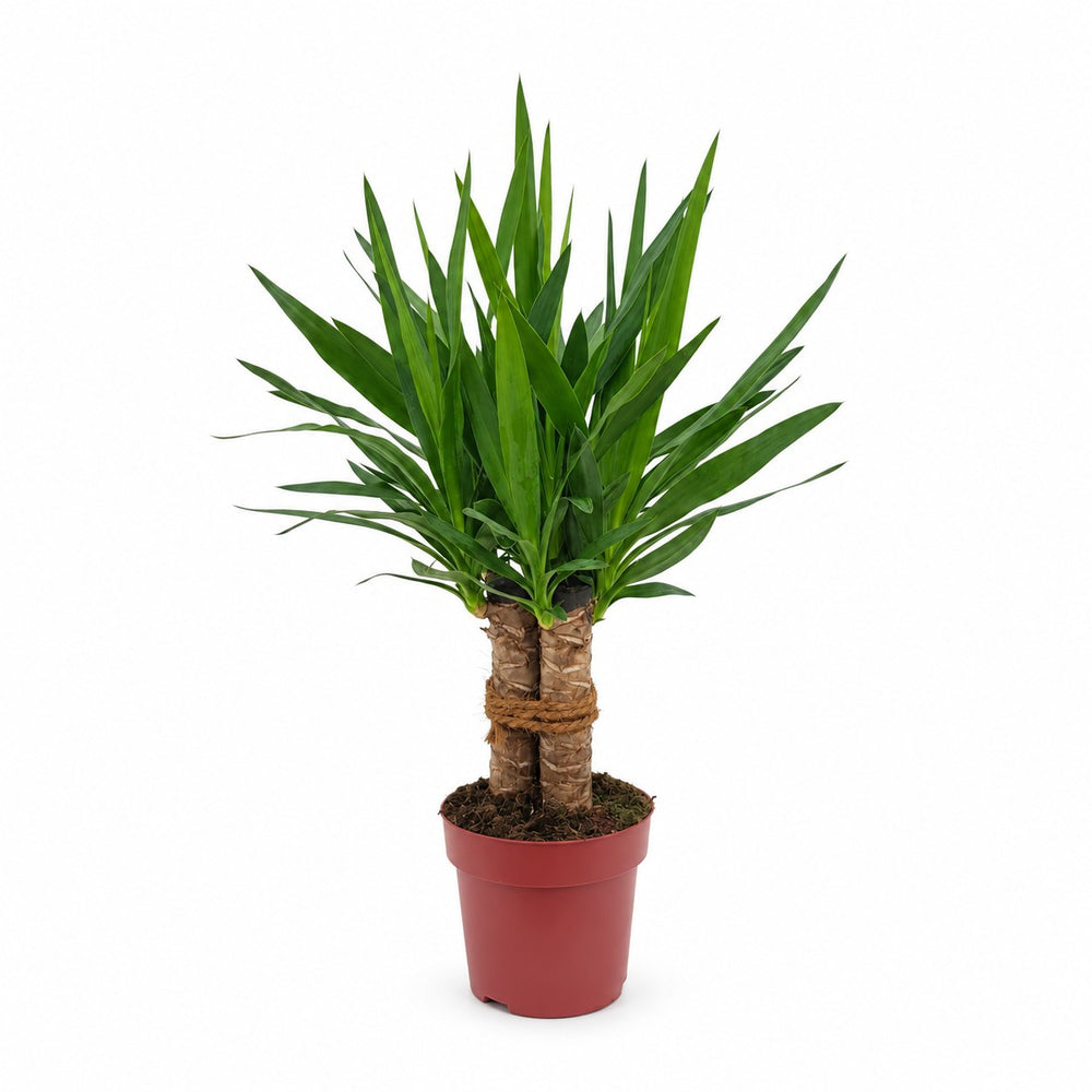 Yucca Tres Cañas - 70cm im Kulturtopf