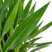 Yucca Tres Cañas, Nahaufnahme Blatt