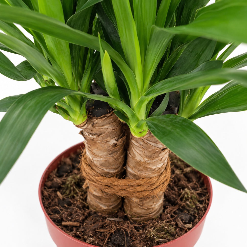 Yucca Tres Cañas, Nahaufnahme Wuchs und Triebansatz