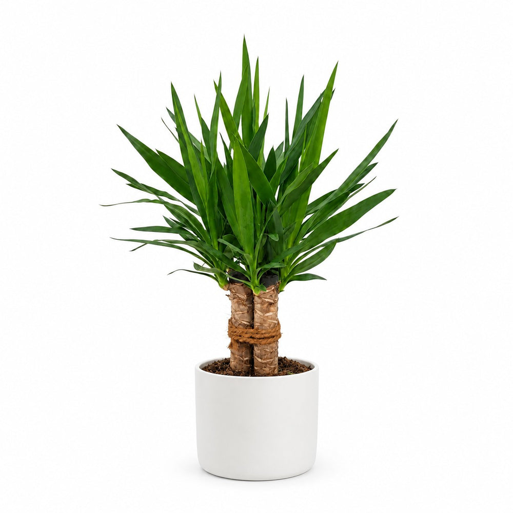Yucca Tres Cañas - 70cm, Stylingbeispiel im Übertopf (Übertopf nicht enthalten)
