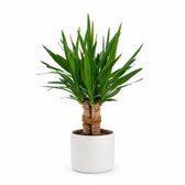 Yucca Tres Cañas - 70cm, Stylingbeispiel im Übertopf (Übertopf nicht enthalten)