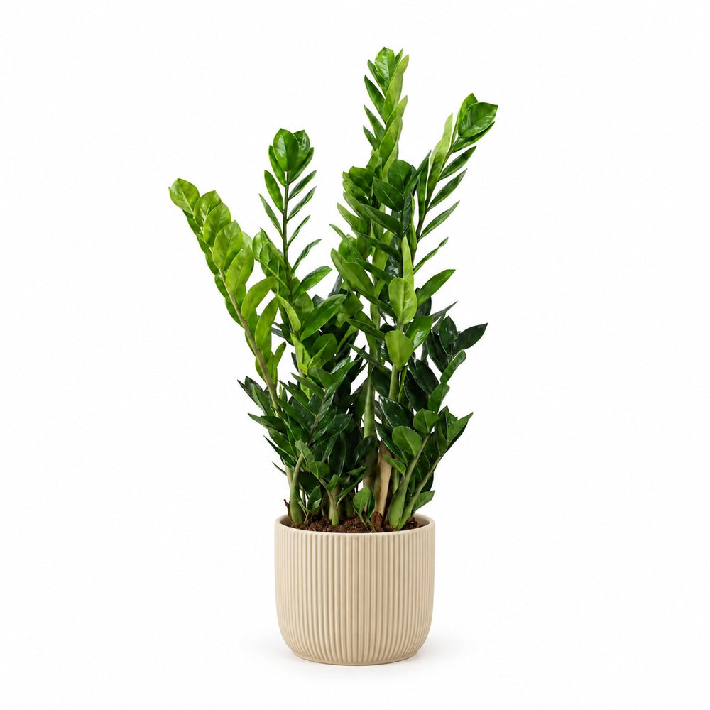 Zamioculcas (100cm, Ø21cm), Stylingbeispiel im Übertopf (Übertopf nicht enthalten)