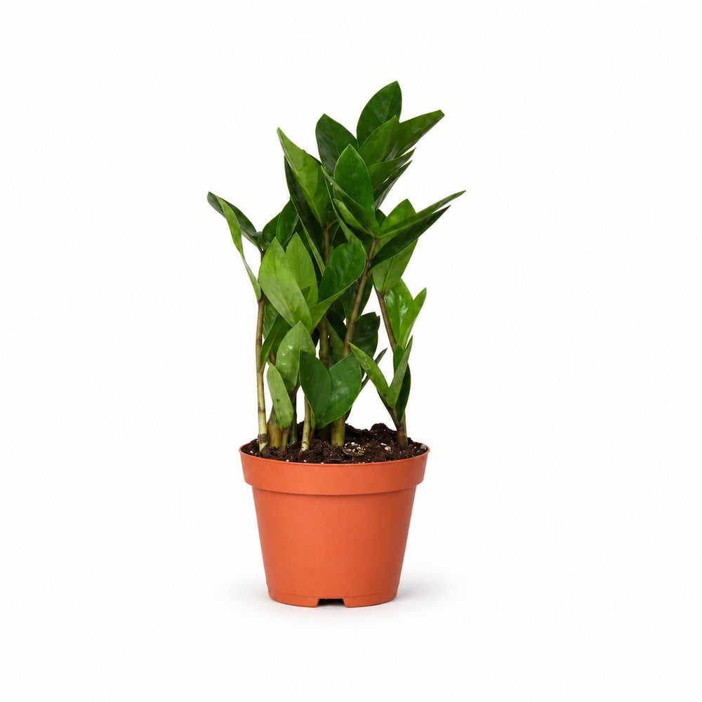 Zamioculcas (30cm, Ø10cm) im Kulturtopf
