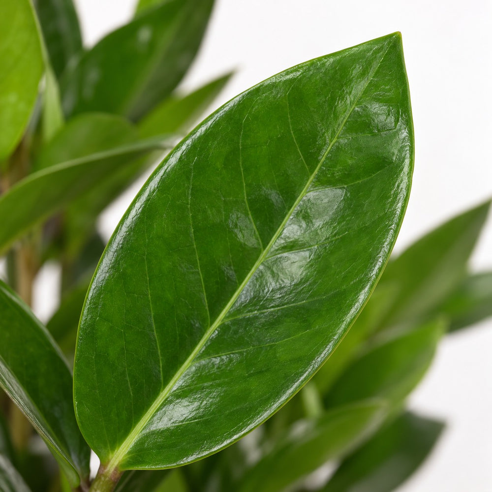 Zamioculcas (30cm, Ø10cm), Nahaufnahme Blatt