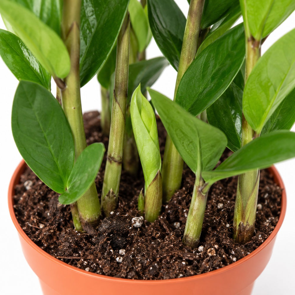 Zamioculcas (30cm, Ø10cm), Nahaufnahme Wuchs und Triebansatz