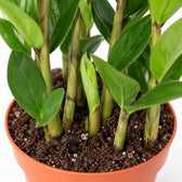 Zamioculcas (30cm, Ø10cm), Nahaufnahme Wuchs und Triebansatz