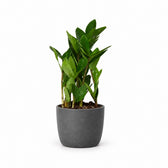 Zamioculcas (30cm, Ø10cm), Stylingbeispiel im Übertopf (Übertopf nicht enthalten)