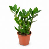 Zamioculcas (35cm, Ø12cm) im Kulturtopf