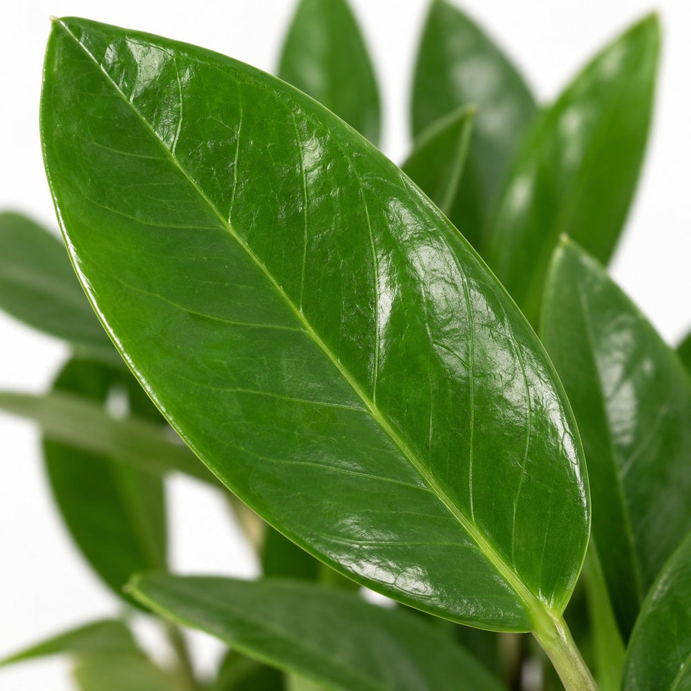 Zamioculcas (35cm, Ø12cm), Nahaufnahme Blatt