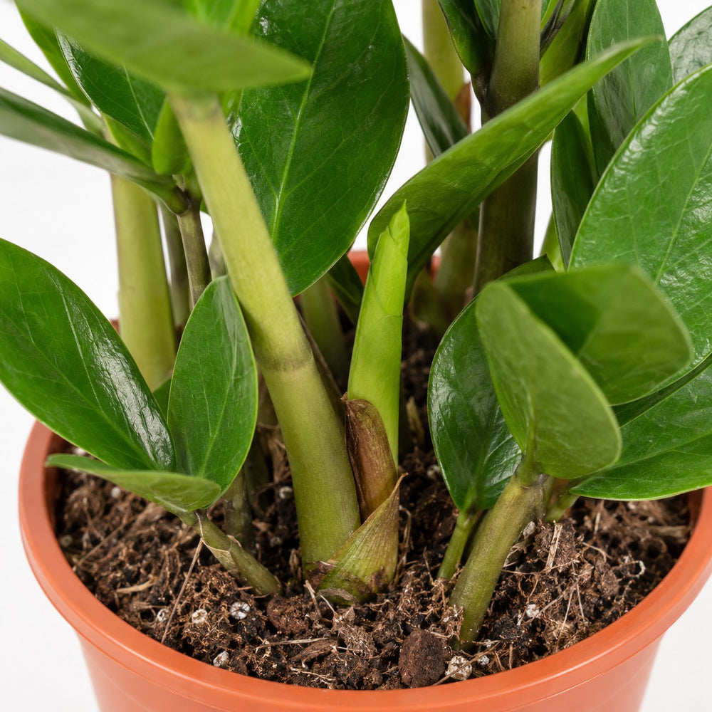 Zamioculcas (35cm, Ø12cm), Nahaufnahme Wuchs und Triebansatz