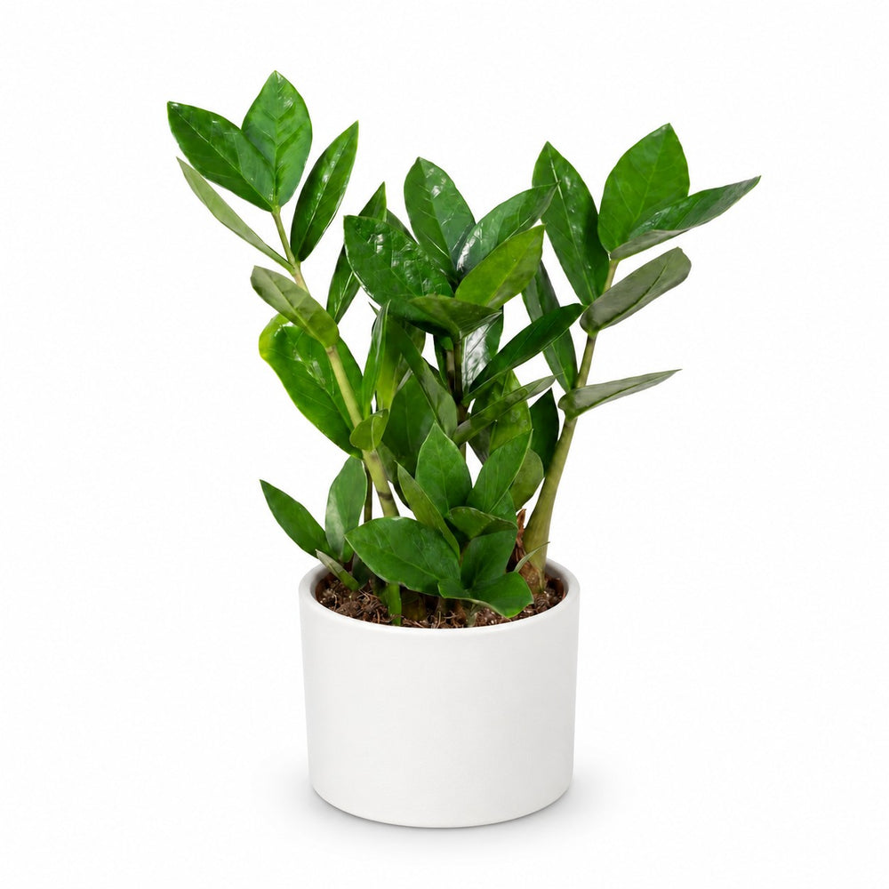 Zamioculcas (35cm, Ø12cm), Stylingbeispiel im Übertopf (Übertopf nicht enthalten)