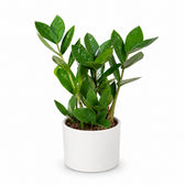 Zamioculcas (35cm, Ø12cm), Stylingbeispiel im Übertopf (Übertopf nicht enthalten)
