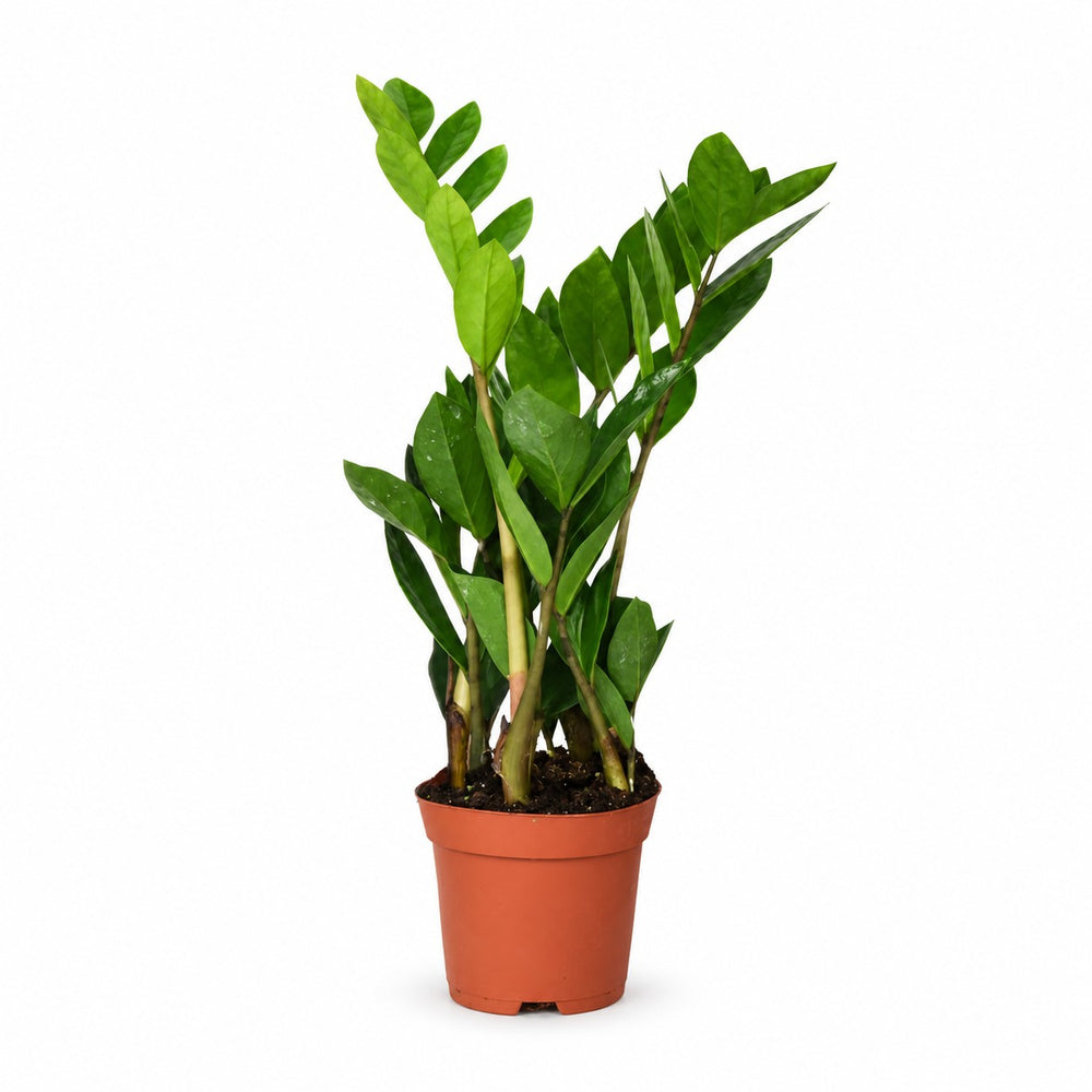 Zamioculcas (40cm, Ø12cm) im Kulturtopf