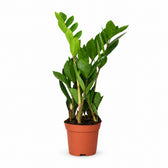 Zamioculcas (40cm, Ø12cm) im Kulturtopf