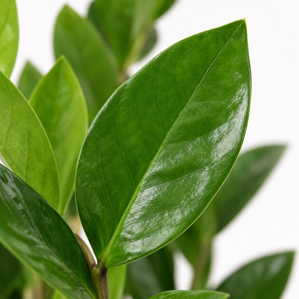 Zamioculcas (40cm, Ø12cm), Nahaufnahme Blatt