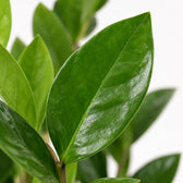 Zamioculcas (40cm, Ø12cm), Nahaufnahme Blatt