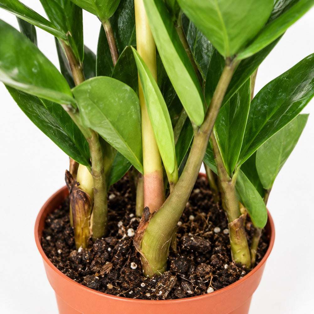 Zamioculcas (40cm, Ø12cm), Nahaufnahme Wuchs und Triebansatz