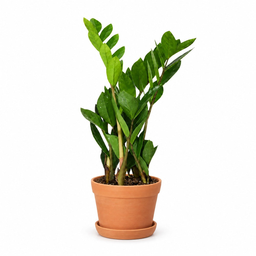 Zamioculcas (40cm, Ø12cm), Stylingbeispiel im Übertopf (Übertopf nicht enthalten)
