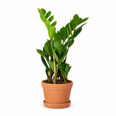 Zamioculcas (40cm, Ø12cm), Stylingbeispiel im Übertopf (Übertopf nicht enthalten)