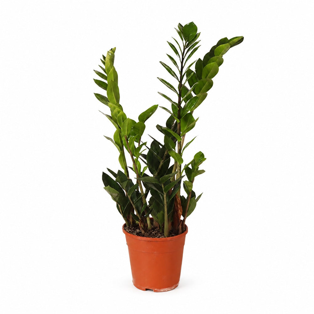 Zamioculcas (45cm, Ø14cm) im Kulturtopf