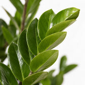 Zamioculcas (45cm, Ø14cm), Nahaufnahme Blatt