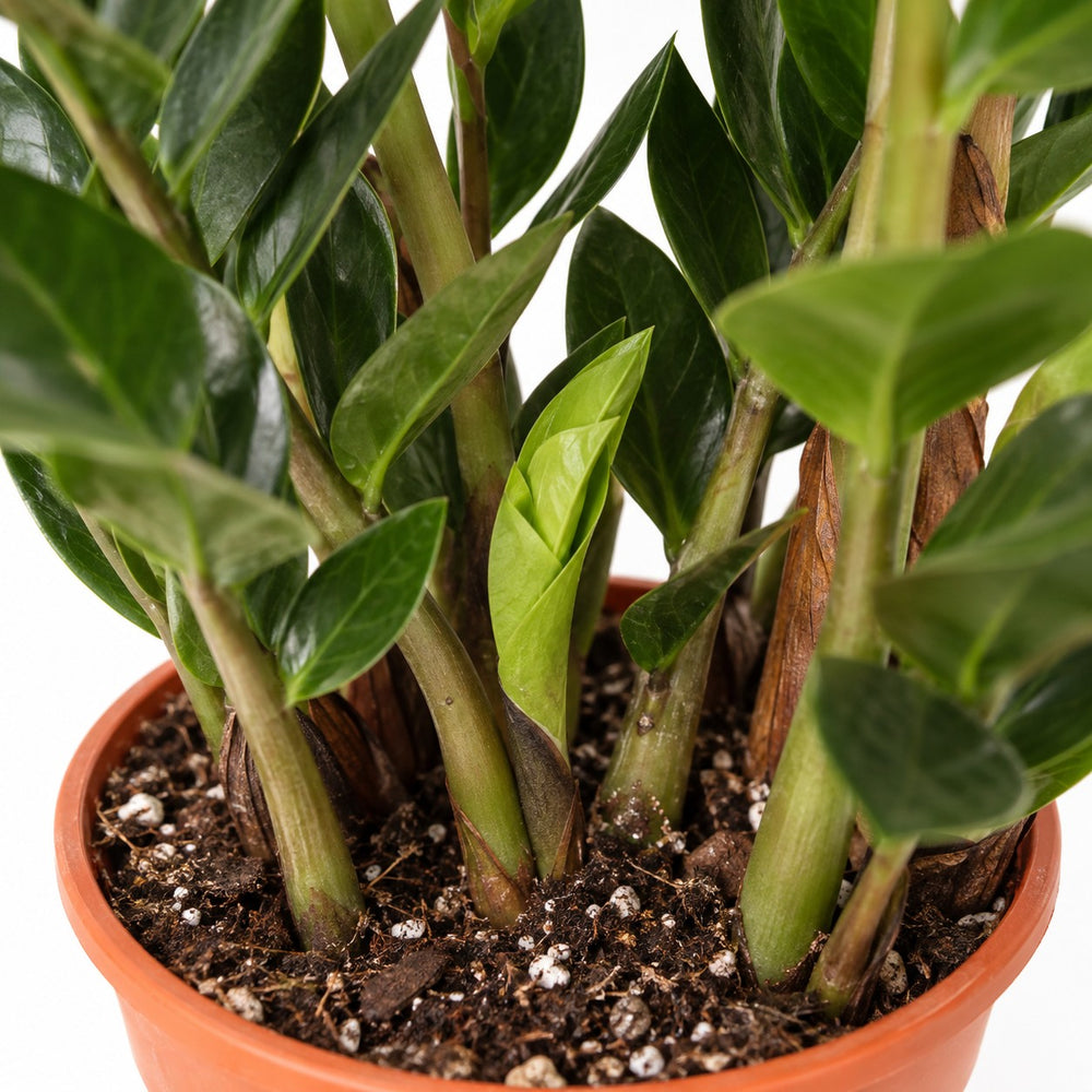 Zamioculcas (45cm, Ø14cm), Nahaufnahme Wuchs und Triebansatz