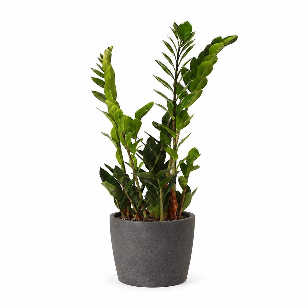 Zamioculcas (45cm, Ø14cm), Stylingbeispiel im Übertopf (Übertopf nicht enthalten)