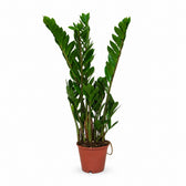 Zamioculcas (50cm, Ø14cm) im Kulturtopf