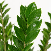 Zamioculcas (50cm, Ø14cm), Nahaufnahme Blatt