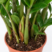 Zamioculcas (50cm, Ø14cm), Nahaufnahme Wuchs und Triebansatz