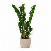 Zamioculcas (50cm, Ø14cm), Stylingbeispiel im Übertopf (Übertopf nicht enthalten)