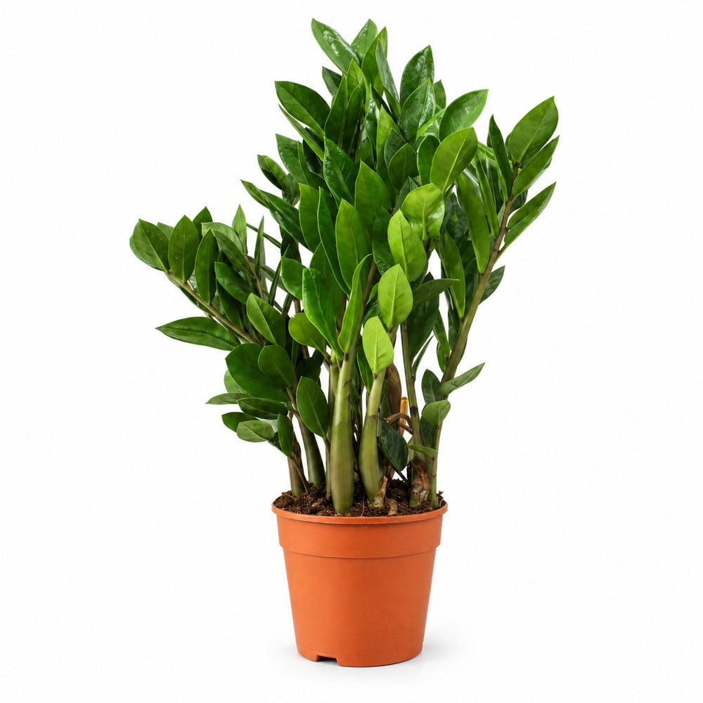 Zamioculcas (55cm, Ø14cm) im Kulturtopf