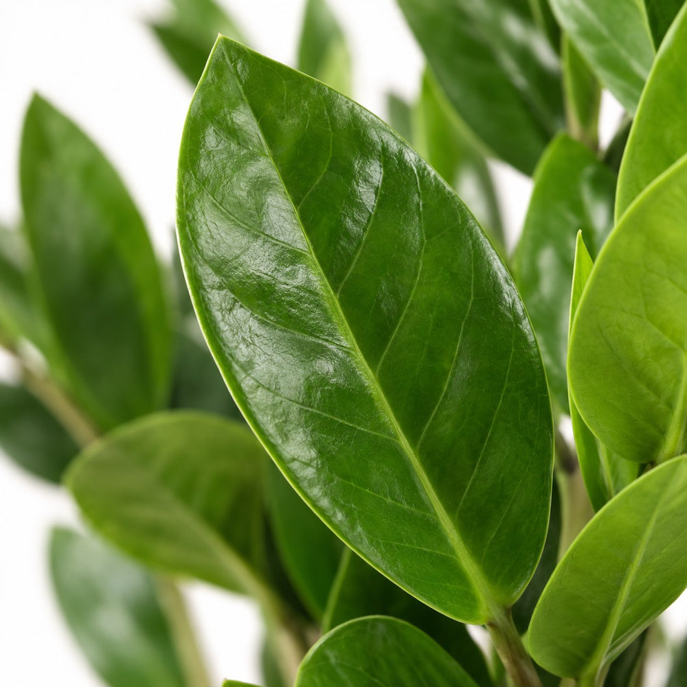 Zamioculcas (55cm, Ø14cm), Nahaufnahme Blatt