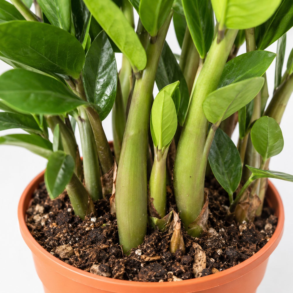 Zamioculcas (55cm, Ø14cm), Nahaufnahme Wuchs und Triebansatz