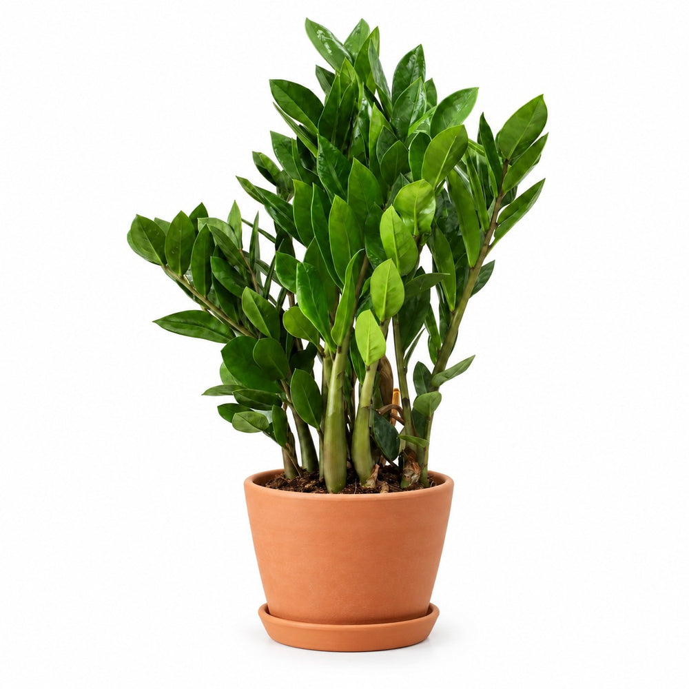 Zamioculcas (55cm, Ø14cm), Stylingbeispiel im Übertopf (Übertopf nicht enthalten)