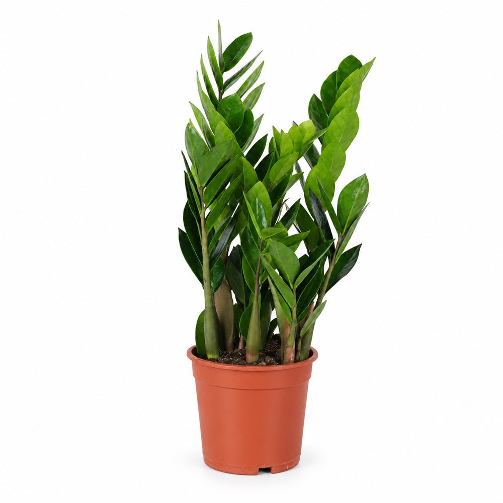 Zamioculcas (60cm, Ø17cm) im Kulturtopf