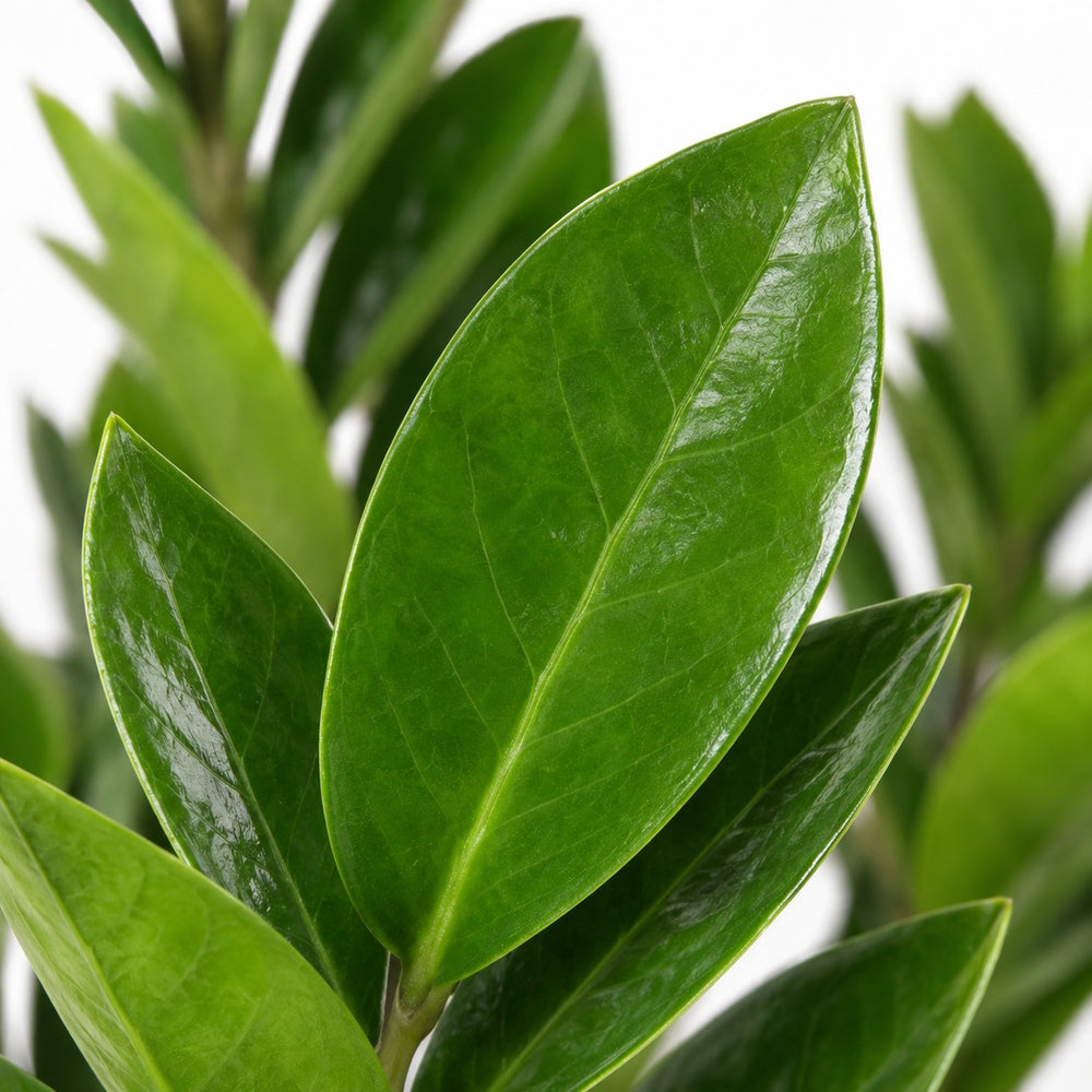 Zamioculcas (60cm, Ø17cm), Nahaufnahme Blatt