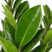 Zamioculcas (60cm, Ø17cm), Nahaufnahme Blatt