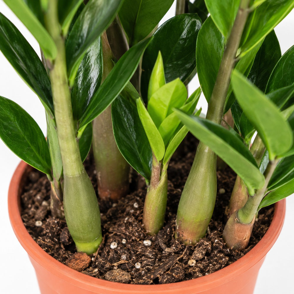 Zamioculcas (60cm, Ø17cm), Nahaufnahme Wuchs und Triebansatz