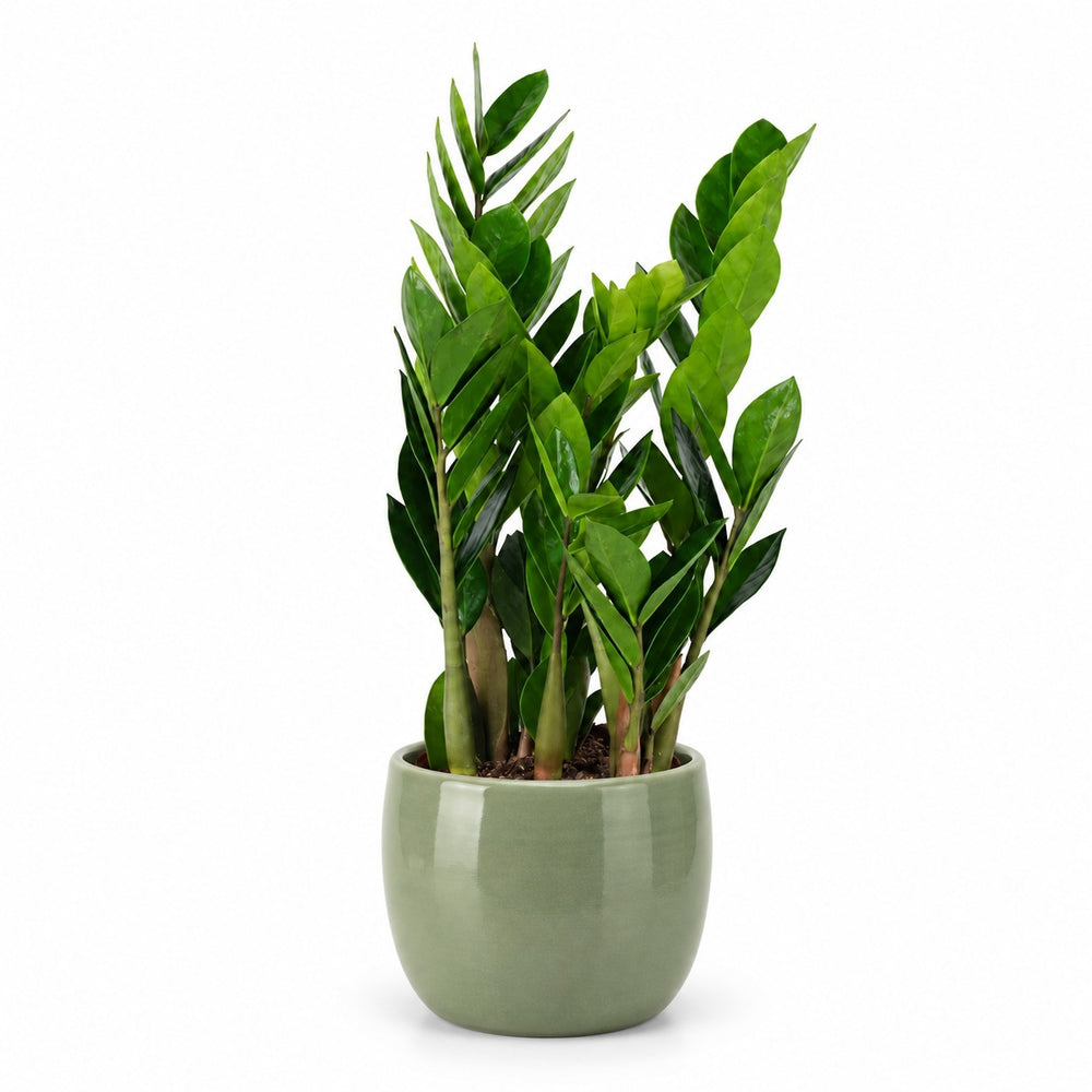 Zamioculcas (60cm, Ø17cm), Stylingbeispiel im Übertopf (Übertopf nicht enthalten)