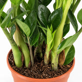 Zamioculcas, Nahaufnahme Wuchs und Triebansatz